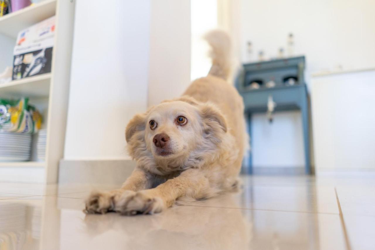 A Casa Da Mami Bed & Breakfast ปิอาโนดิซอร์เรนโต ภายนอก รูปภาพ